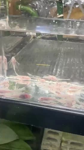 Three Long Fin Snow White Bristlenose Pleco aquarium fish