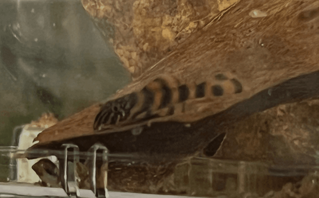 L397 Alenquer Tiger Pleco - 1 Inch - Home Bred aquarium fish