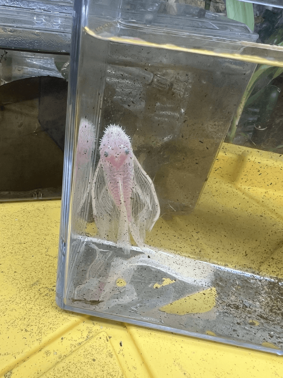 Long Fin Snow White Pleco Bristlenose aquarium fish
