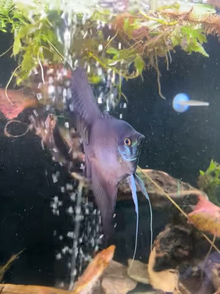 Soli-Terry — Blue Pinoy Widefin Angelfish aquarium fish