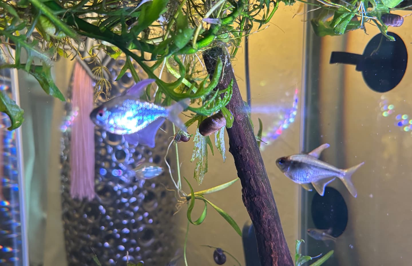 Diamond Tetra (Five) aquarium fish