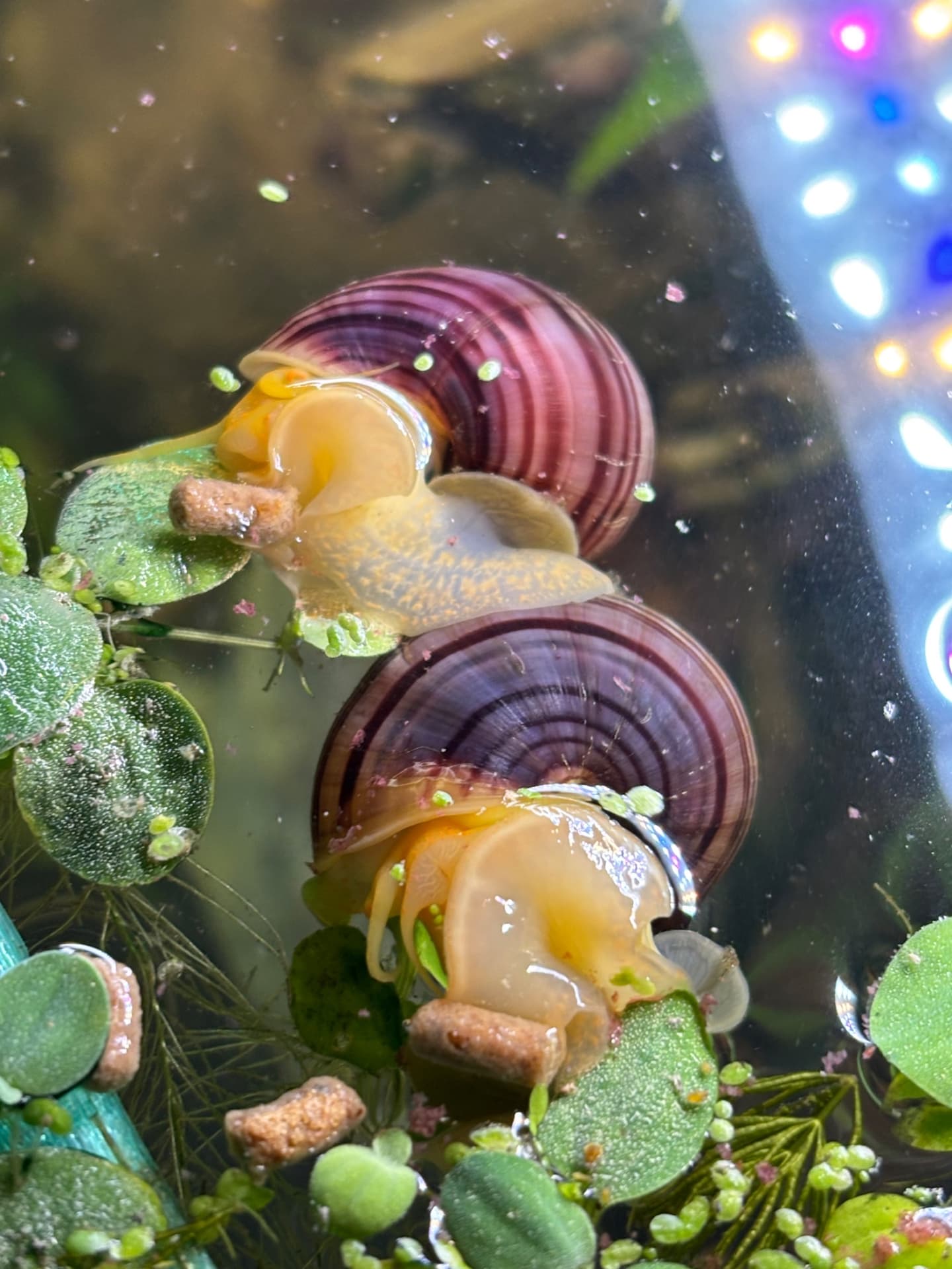 Mystery Snails (3) aquarium fish
