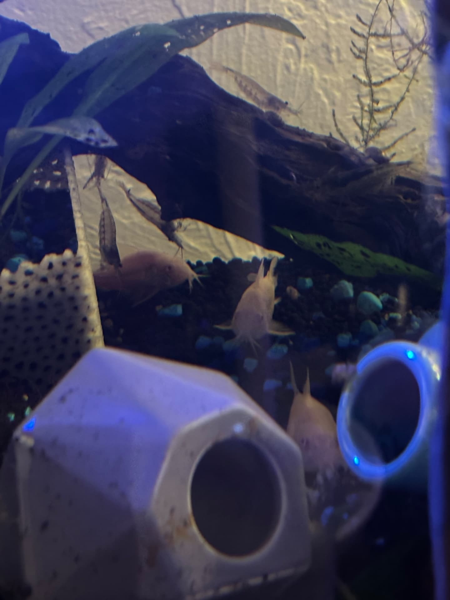 Albino Corydoras sterbai (3) aquarium fish