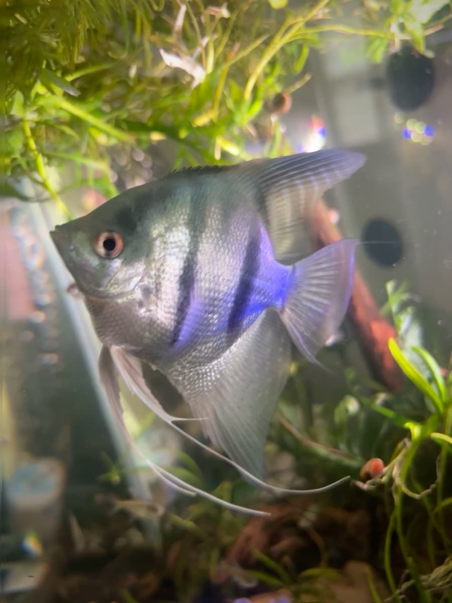 Carmen SanDiego Blue Silver Pearlscale Angelfish aquarium fish