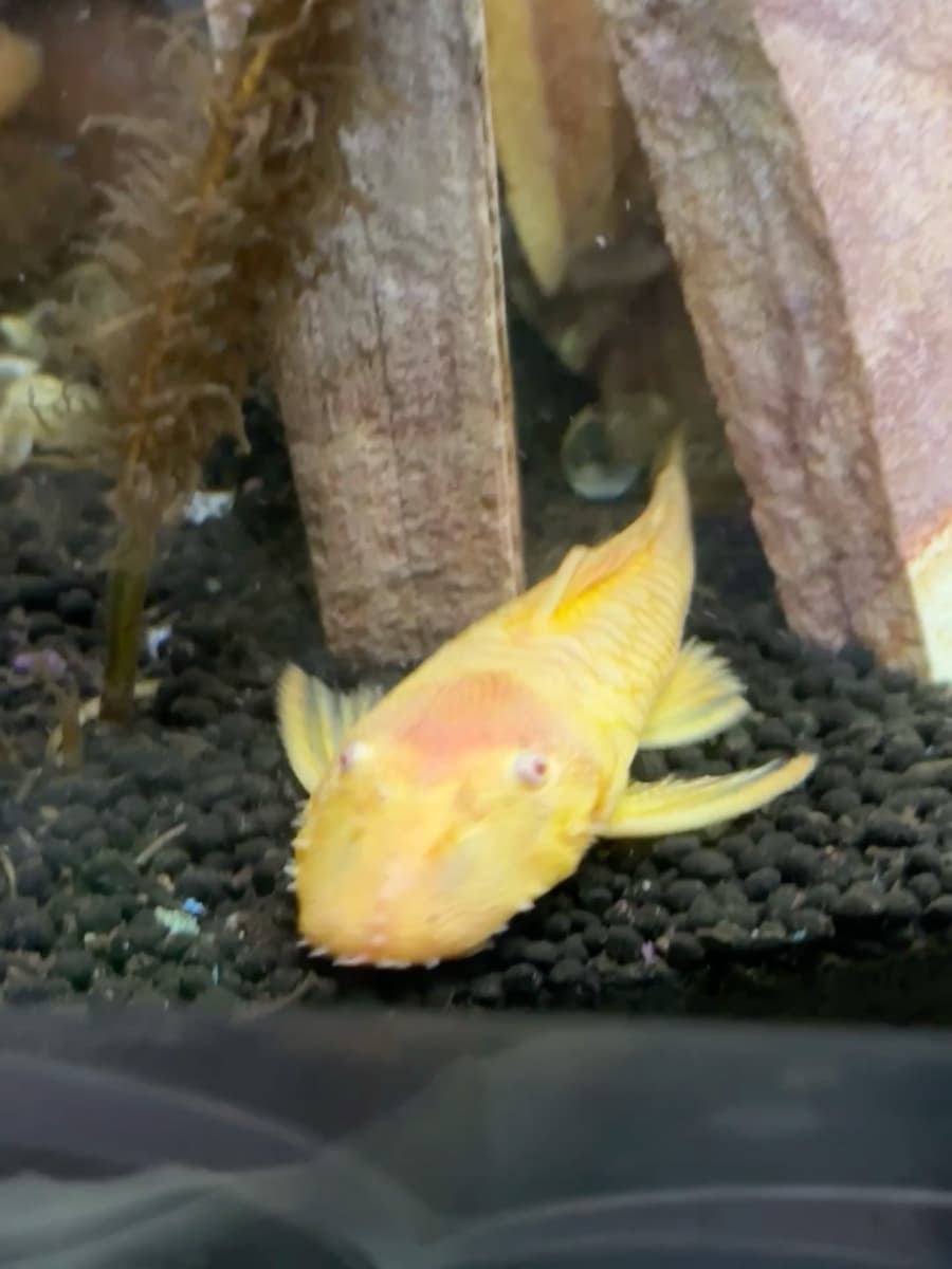 L'mongela- Lemon Bristlenose Pleco aquarium fish