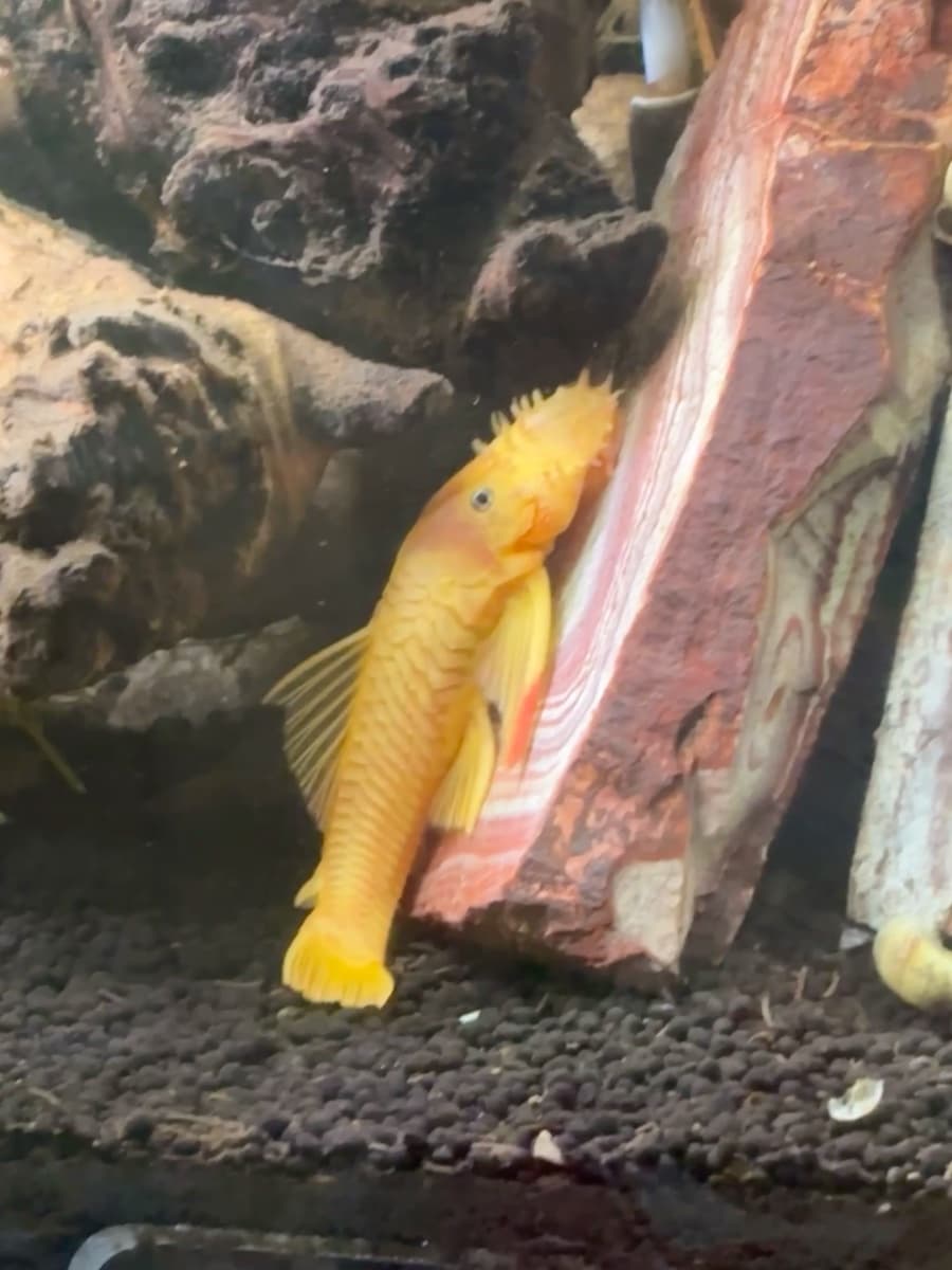 L'Rongelo - Albino Pleco Yellow-Orange and Red aquarium fish
