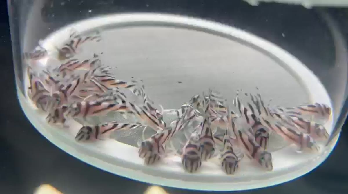 L46 Zebra Pleco aquarium fish
