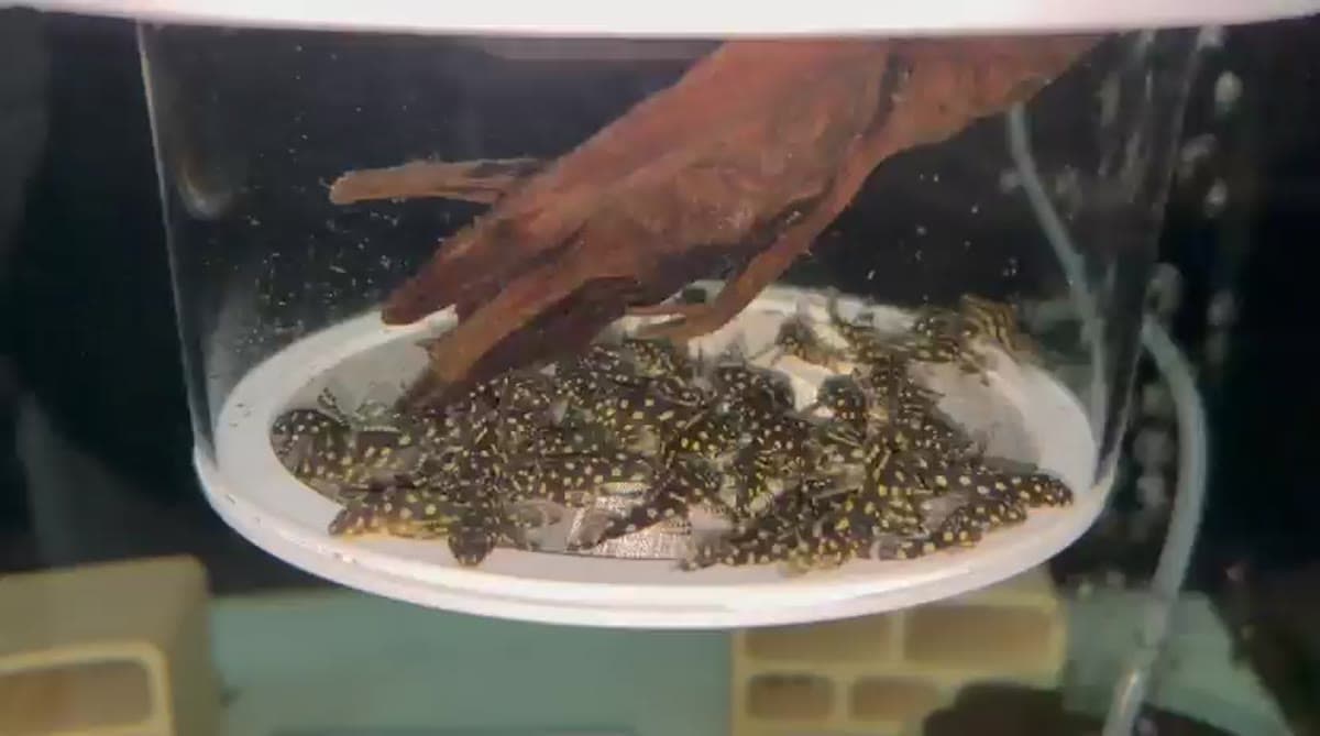 L471 Mini Snowball Pleco aquarium fish