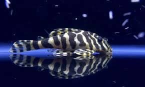 L134 Leopard Frog Pleco aquarium fish