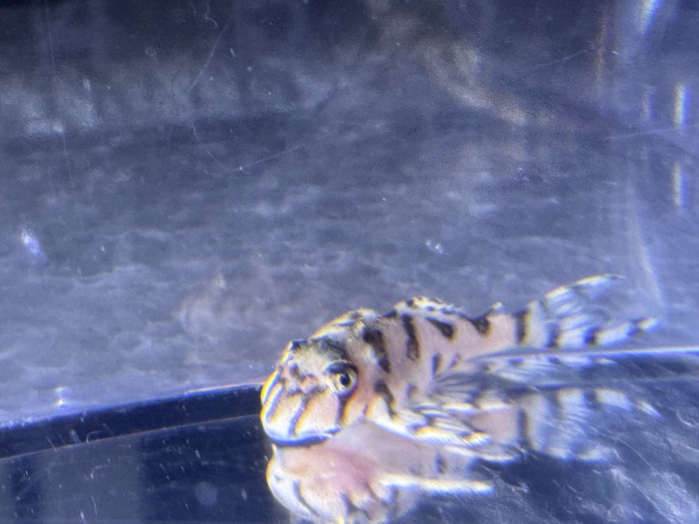 L236 Super White Pleco aquarium fish
