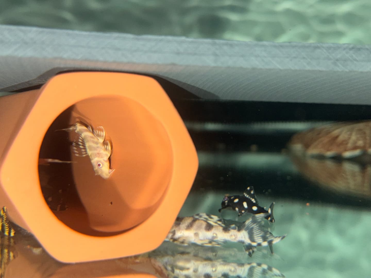 L333 Albino Pleco aquarium fish