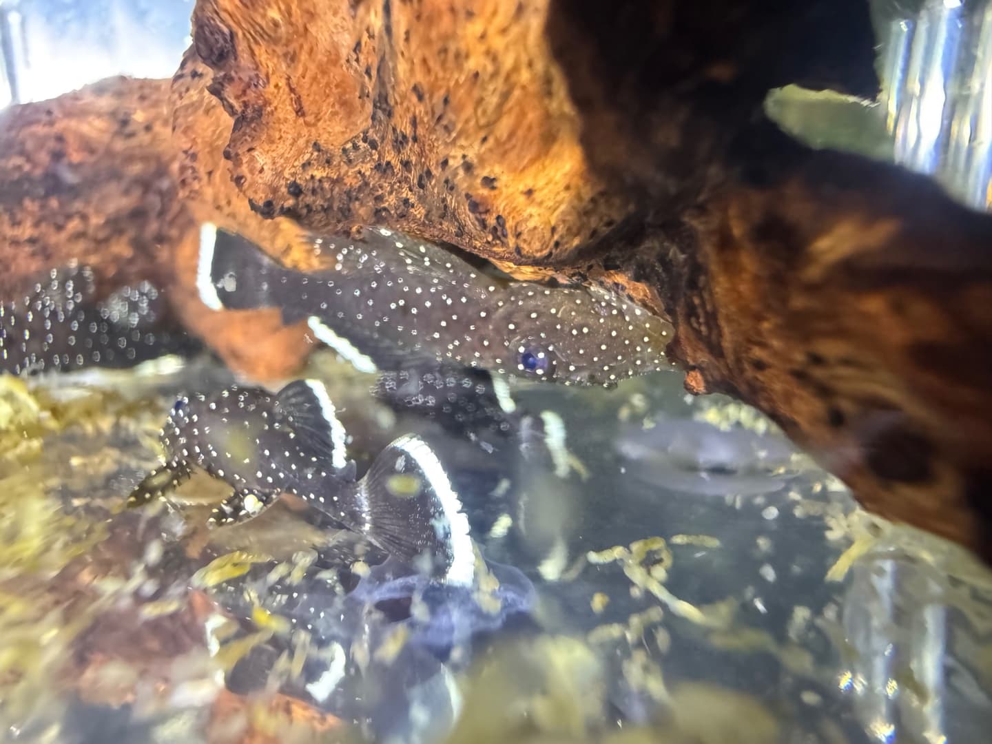 L183 Starlight Bristlenose Pleco (White Seam) aquarium fish