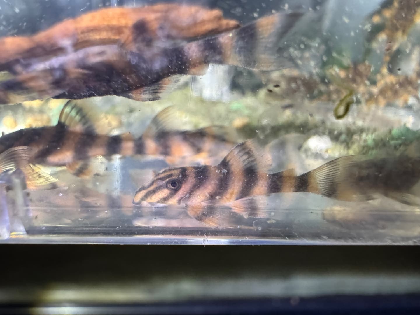 L306 Blood Red Tiger Pleco aquarium fish