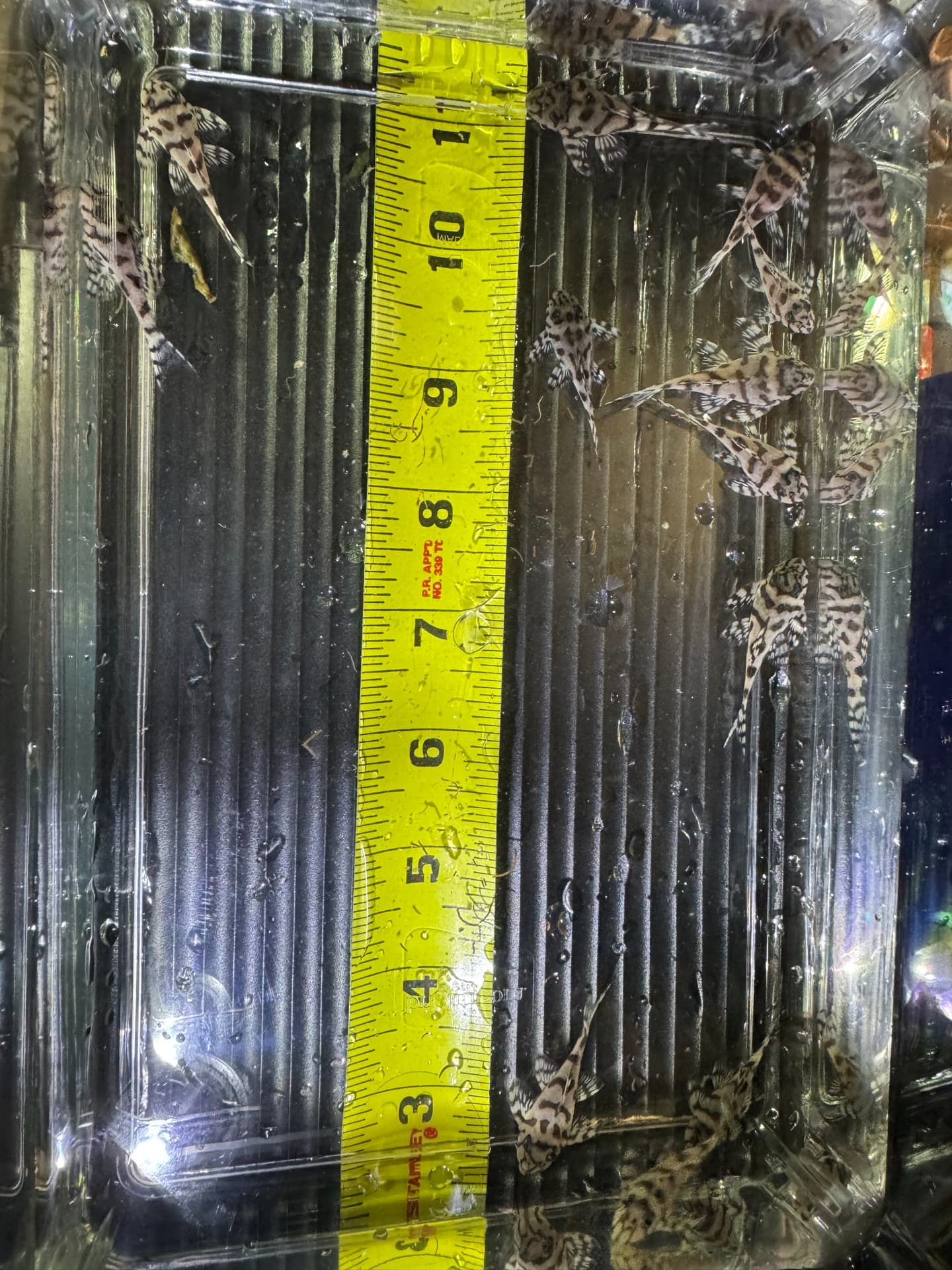 L236 Super White Pleco ( aquarium fish