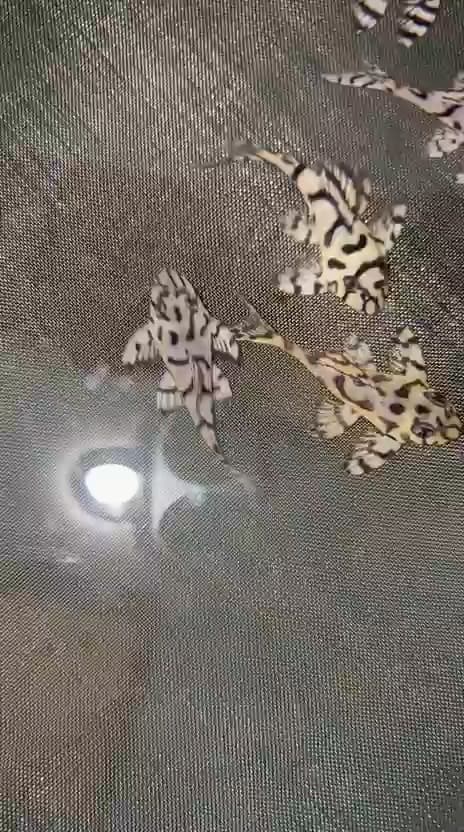 L236 Super White Queen Tiger Pleco aquarium fish
