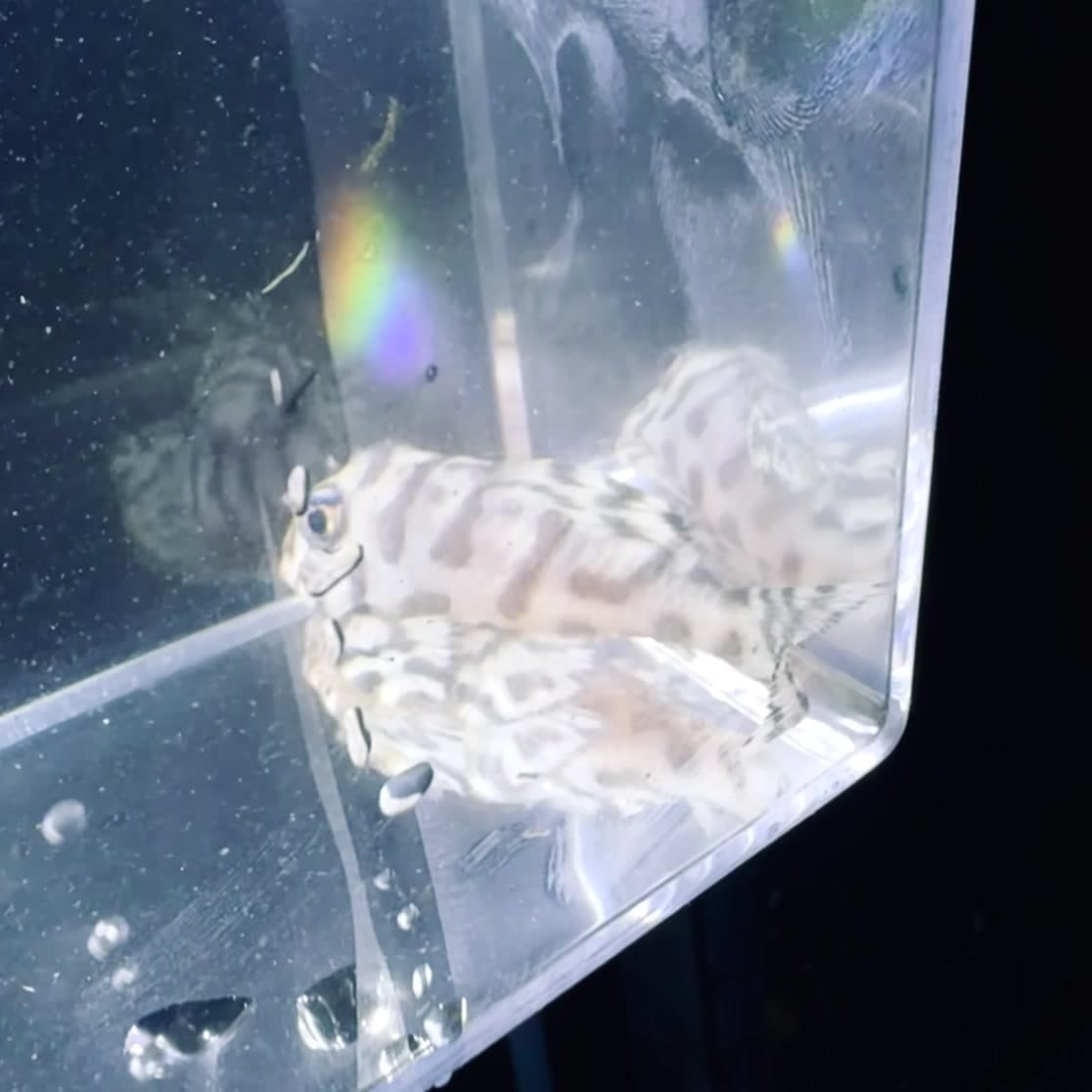 L236 Super White Queen Tiger Pleco (2.5 in juvenile) aquarium fish