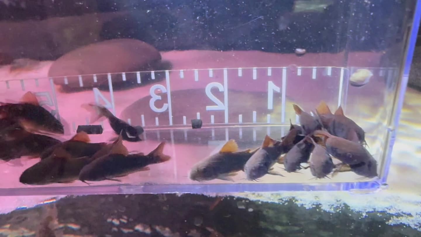 Black Venezuela Cory aquarium fish