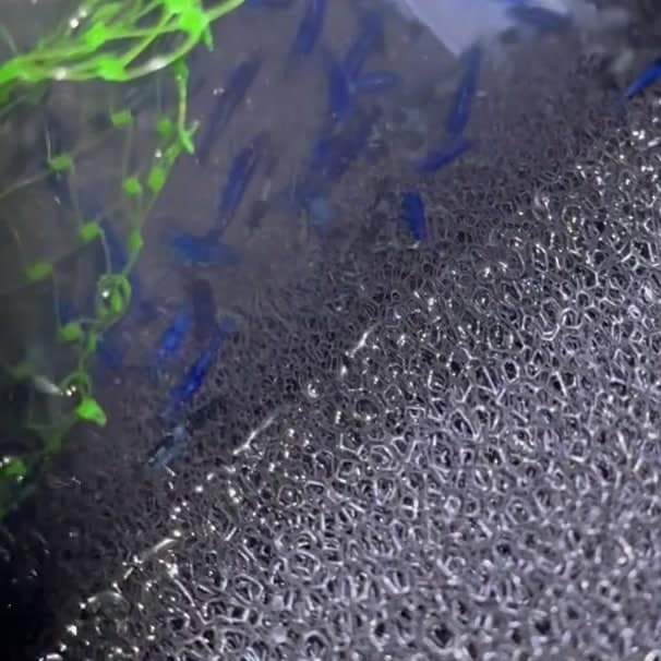 Blue Dream Shrimp (Large) aquarium fish