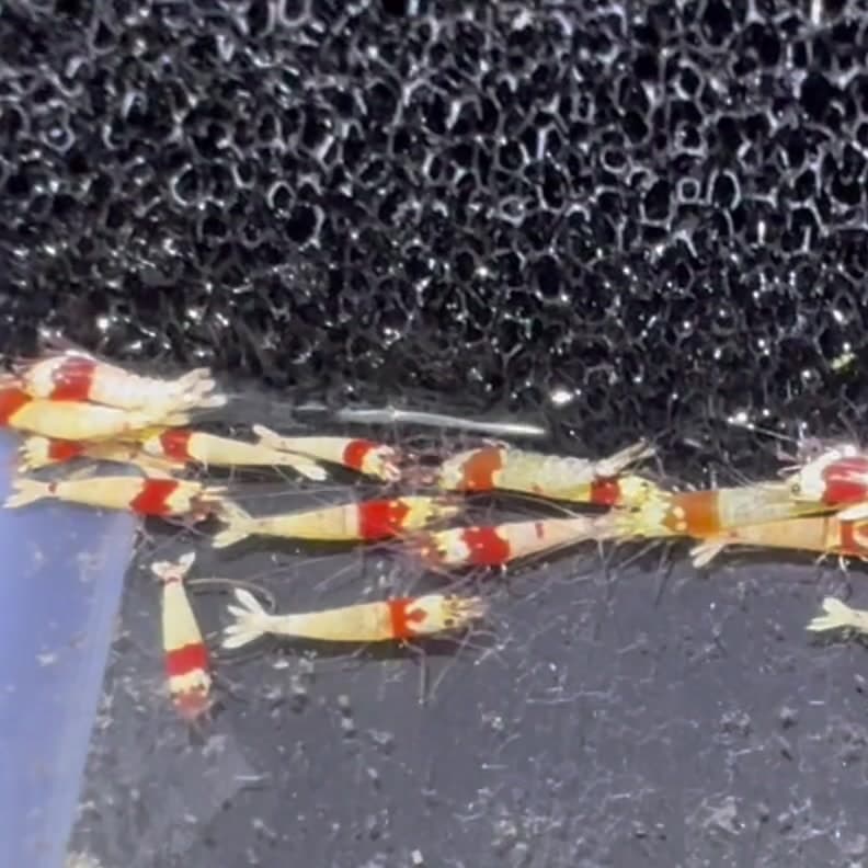 Crystal Red Mosura Shrimp (0.25 in) aquarium fish