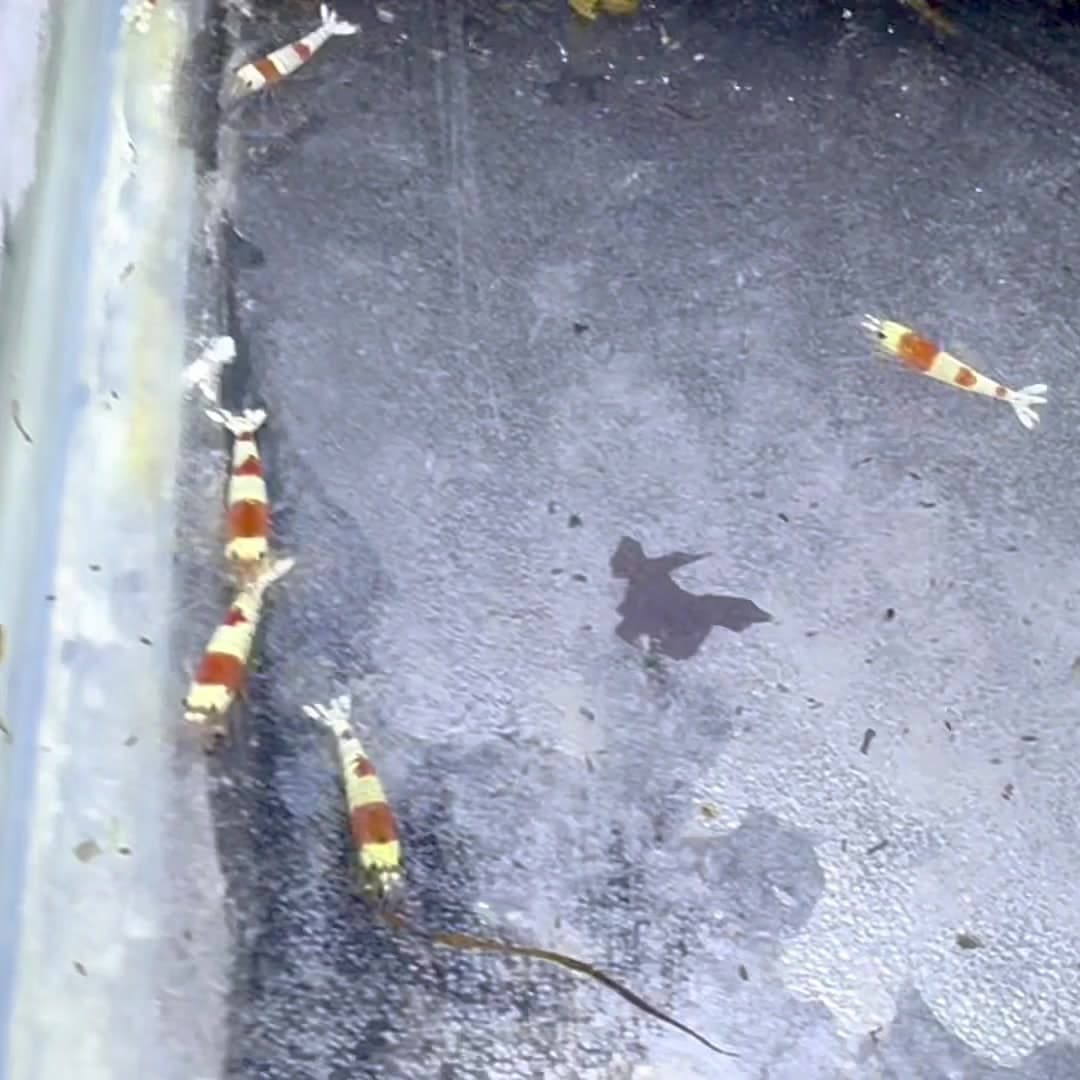 Crystal Red Shrimp (0.25 in) aquarium fish