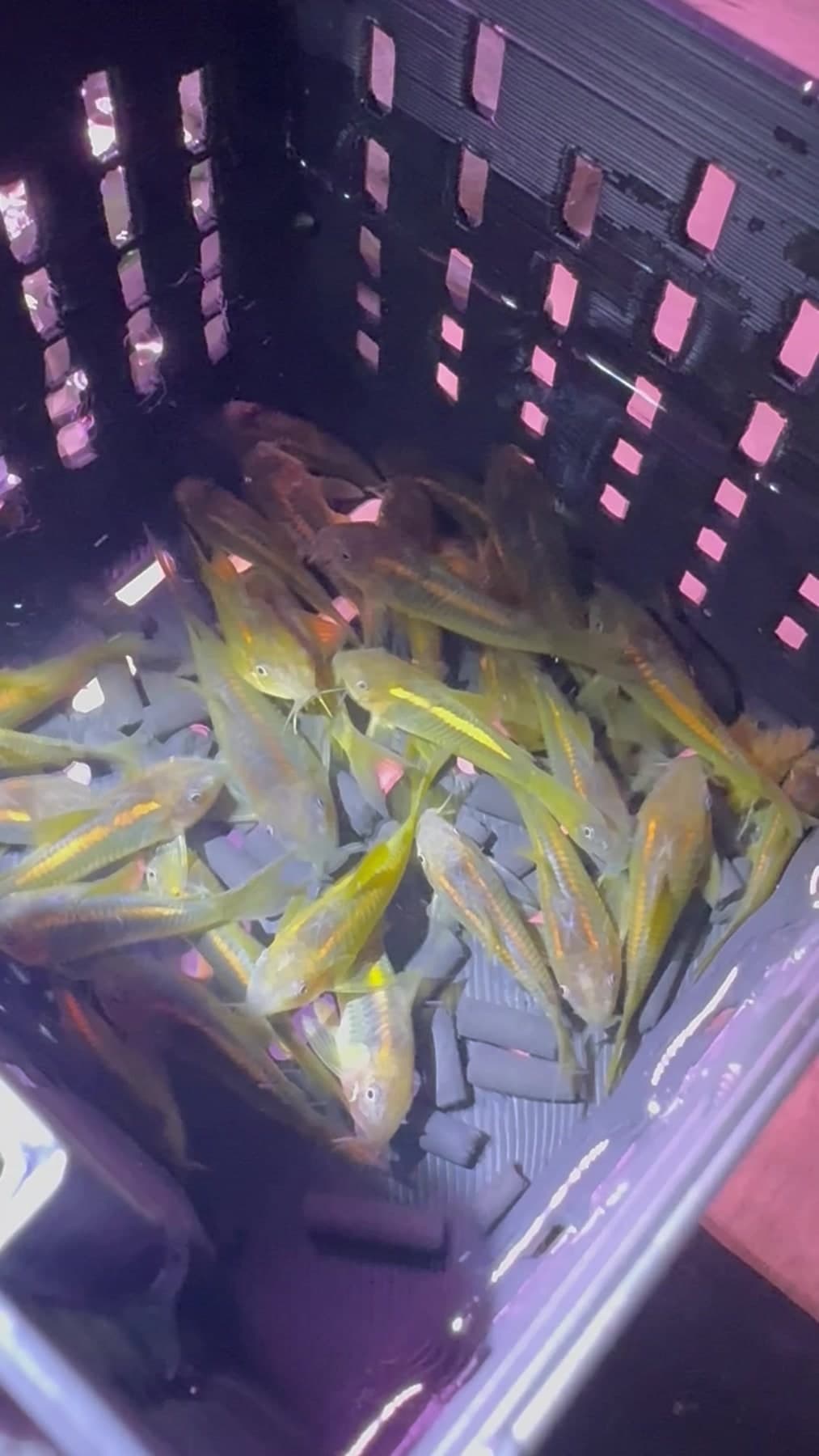 Green Laser Cory aquarium fish
