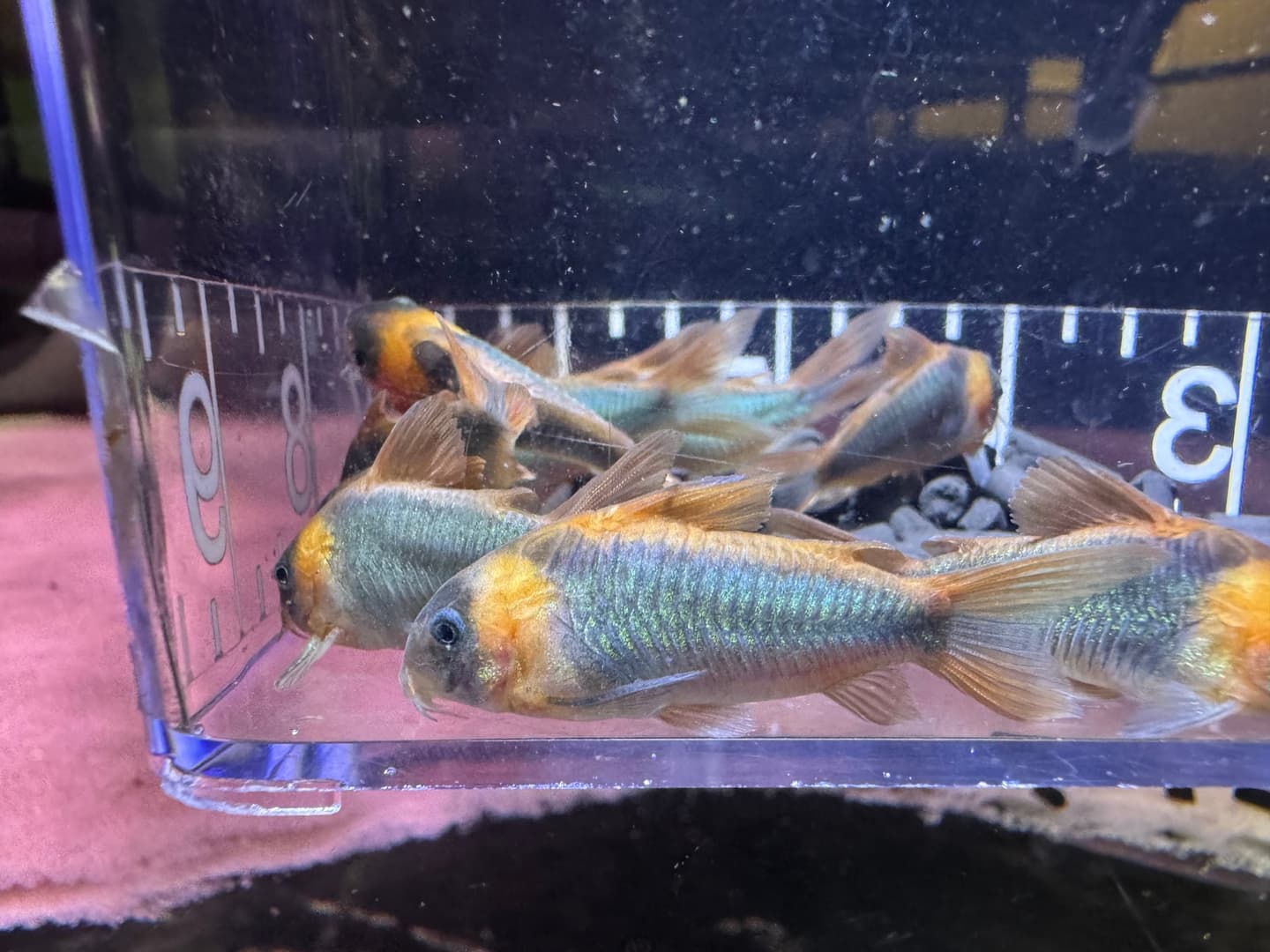 Horseman’s Cory aquarium fish