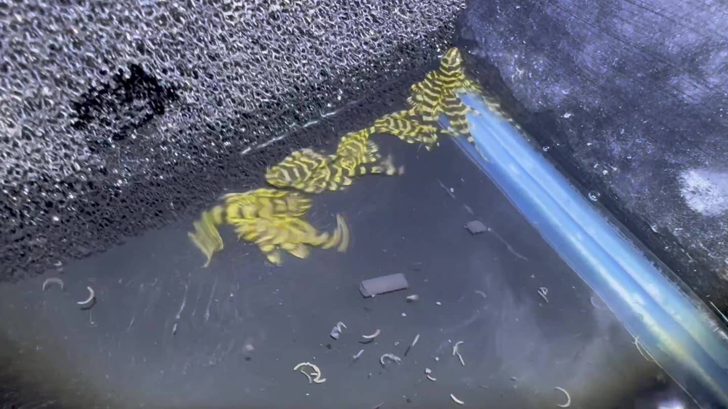 L134 Leopard Frog Pleco aquarium fish
