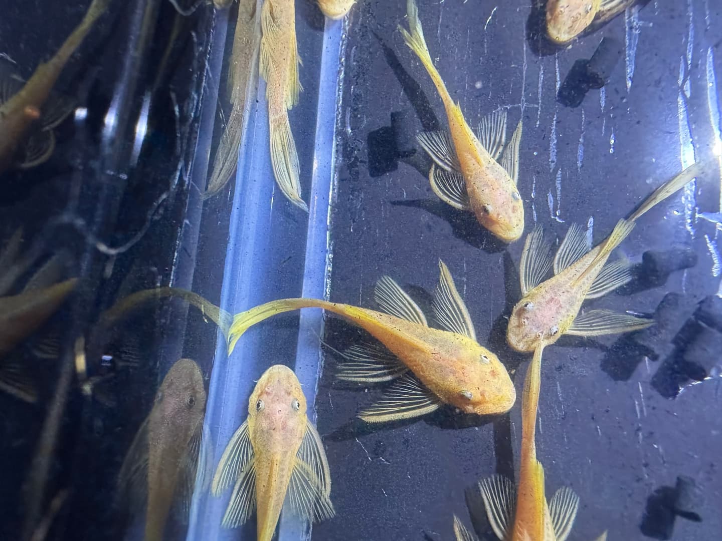 L144 Blue Eye Lemon Longfin Bristlenose Pleco aquarium fish