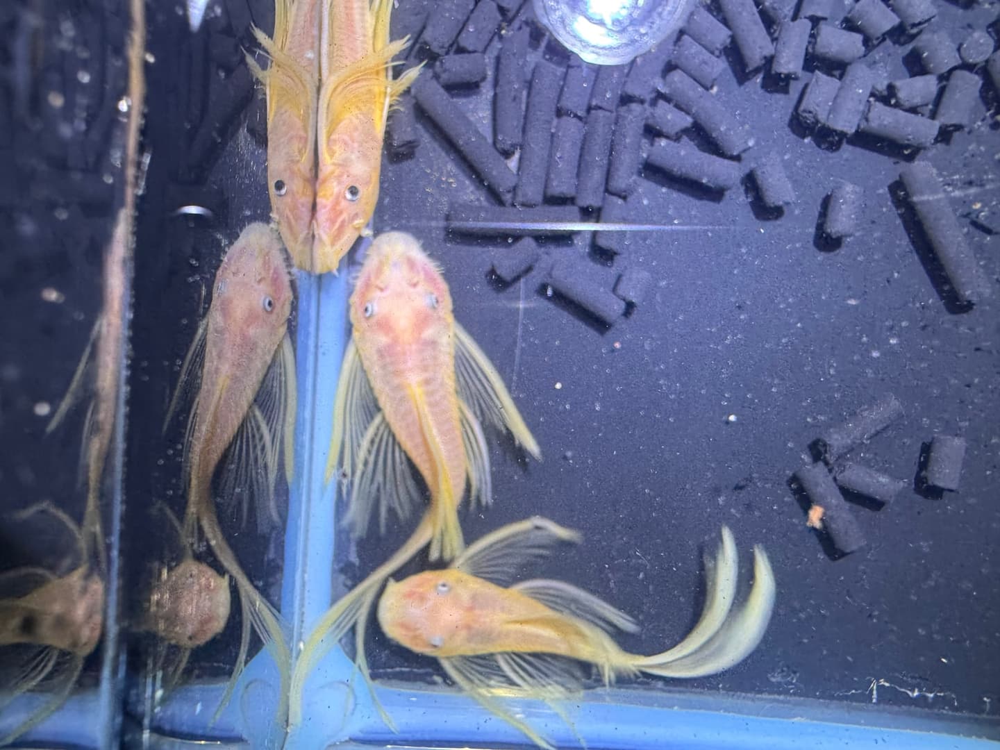 L144 Blue Eye Lemon Longfin Bristlenose Pleco aquarium fish