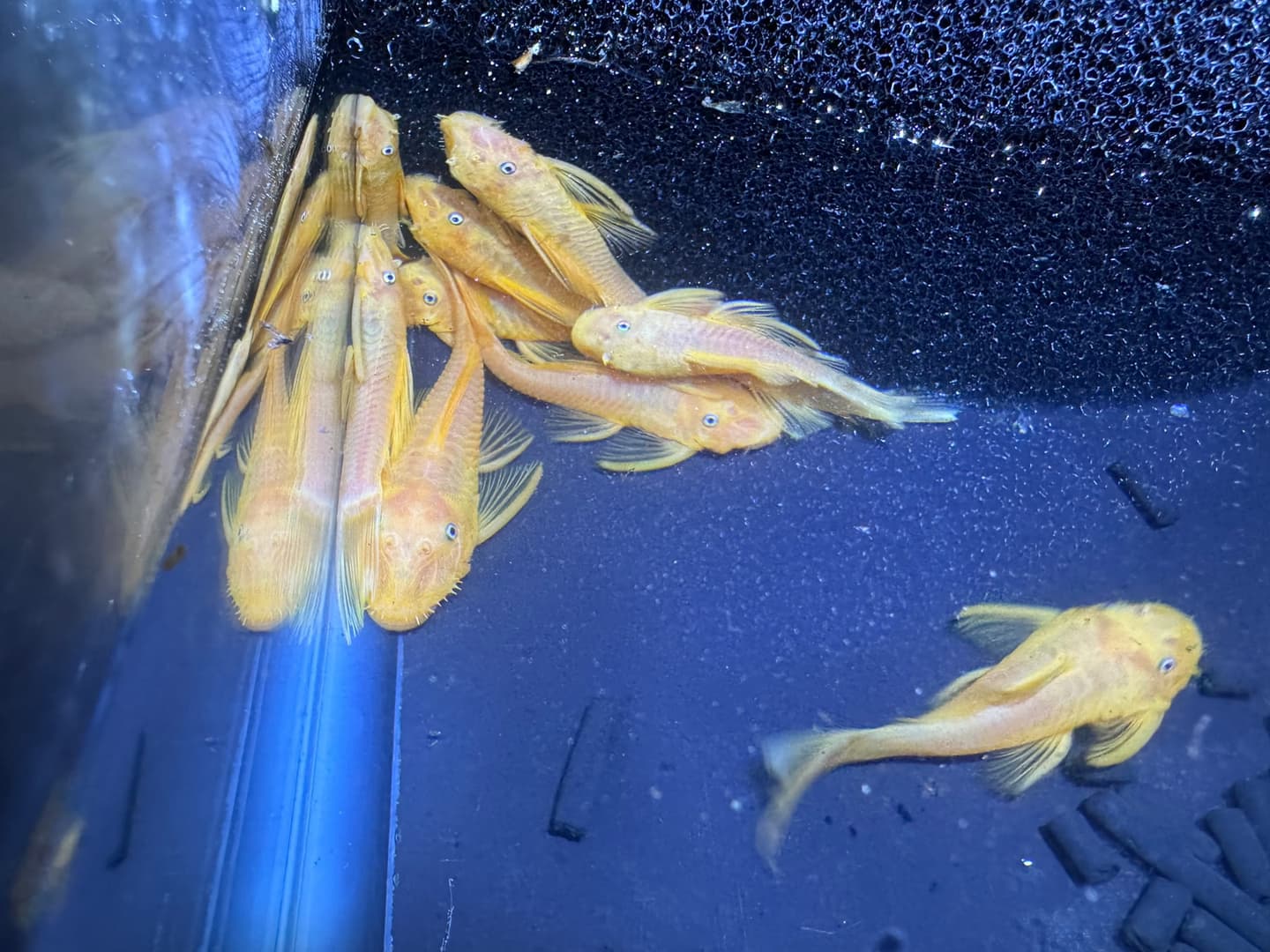 L144 Blue Eye Lemon Shortfin Bristlenose Pleco aquarium fish