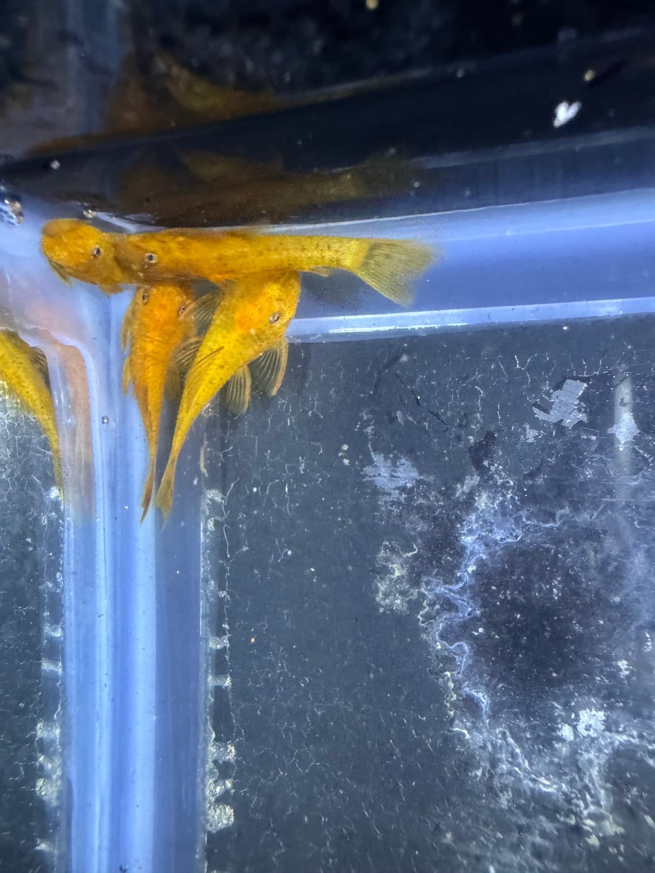 L144 Super Red Shortfin Bristlenose Pleco (1.25-1.5 in juvenile) aquarium fish