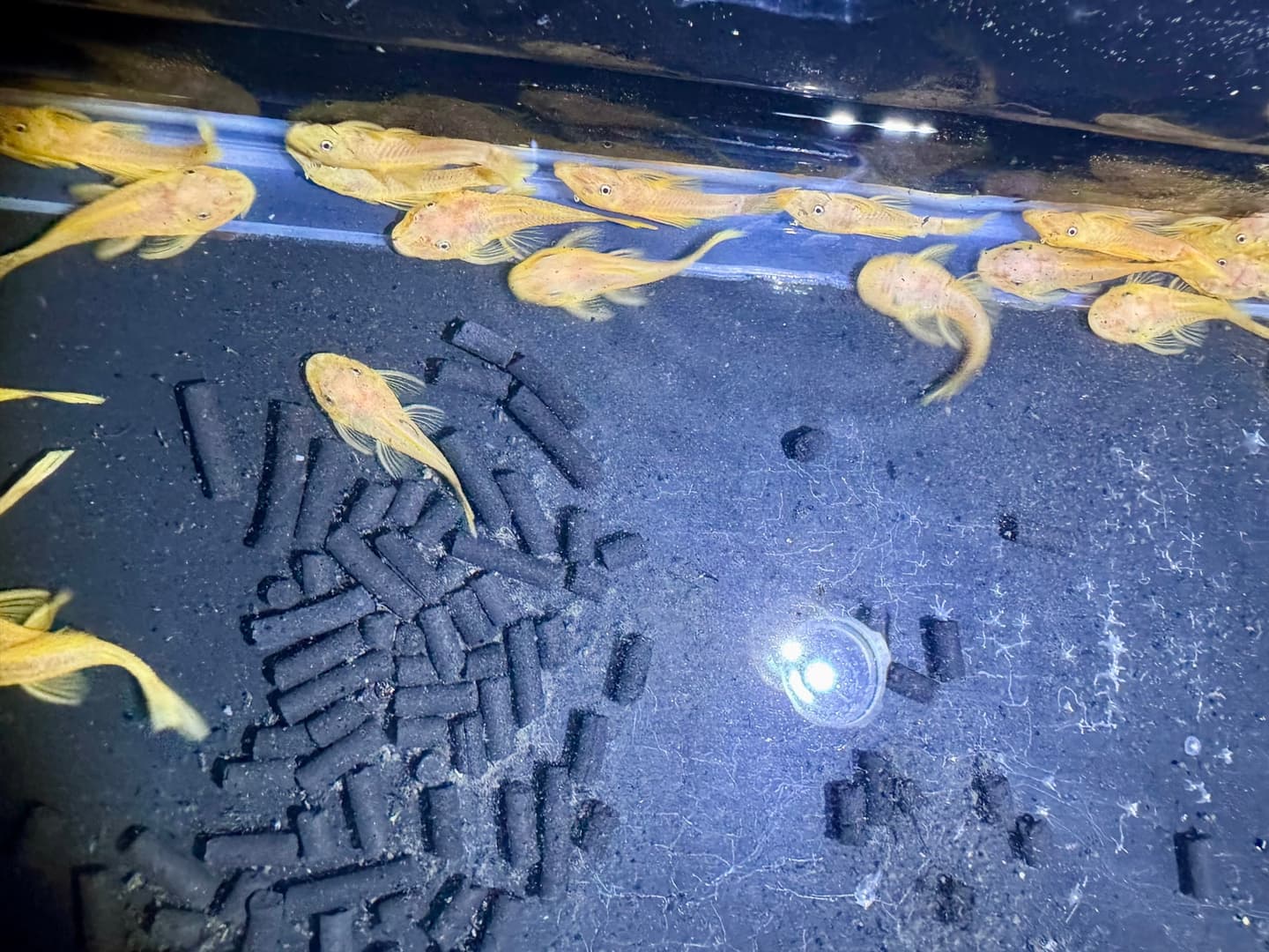 L144 Blue Eye Lemon Shortfin Bristlenose Pleco aquarium fish