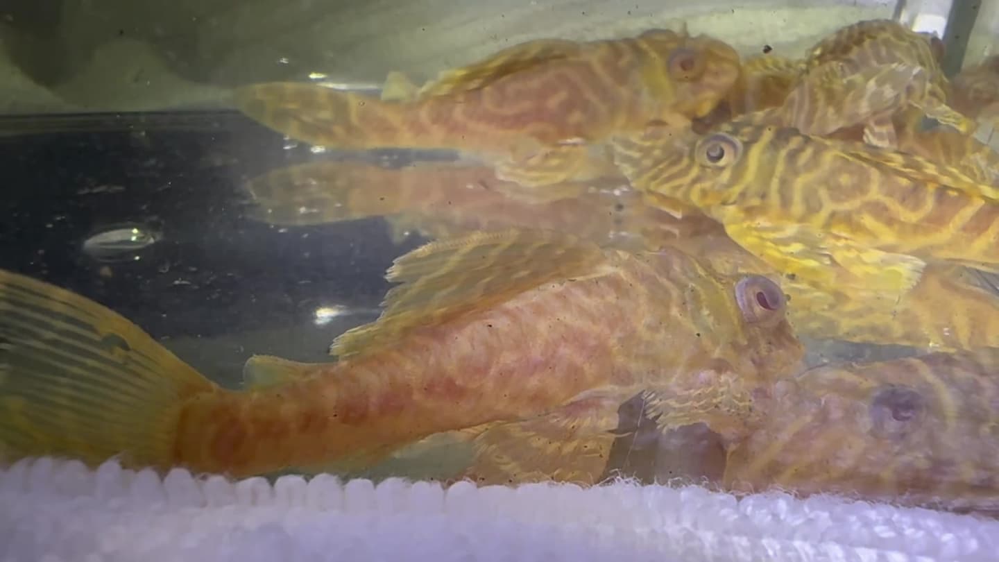 L333 Albino King Tiger Pleco aquarium fish