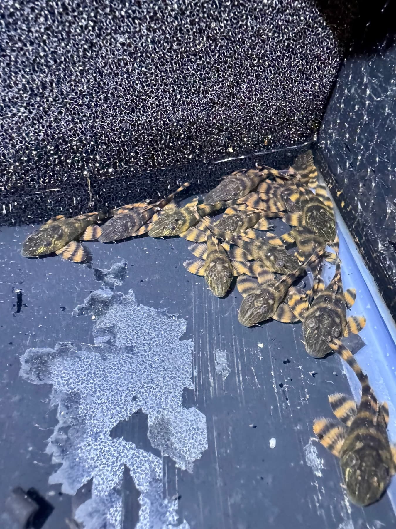 L397 Alenquer Tiger Pleco aquarium fish