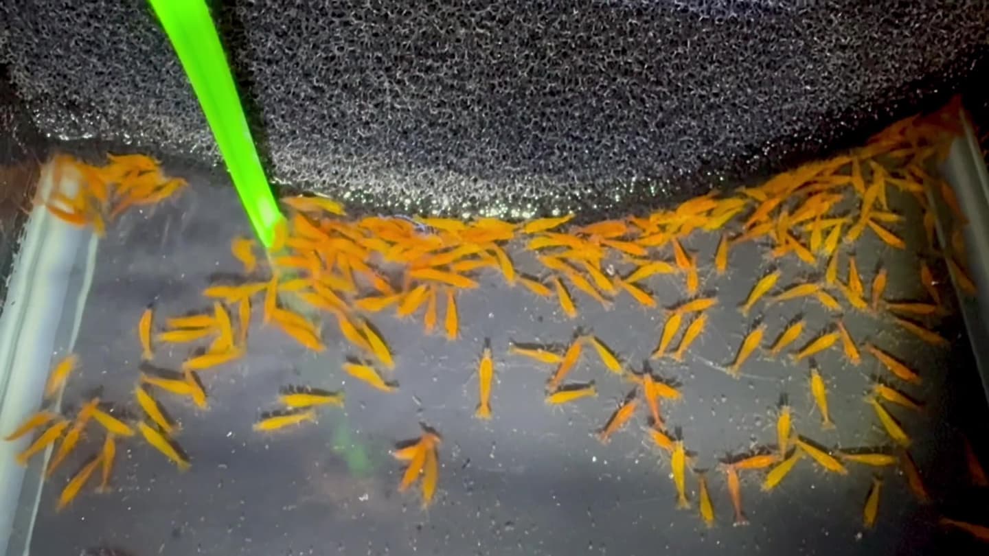 Orange Sunkist Shrimp (Large) aquarium fish