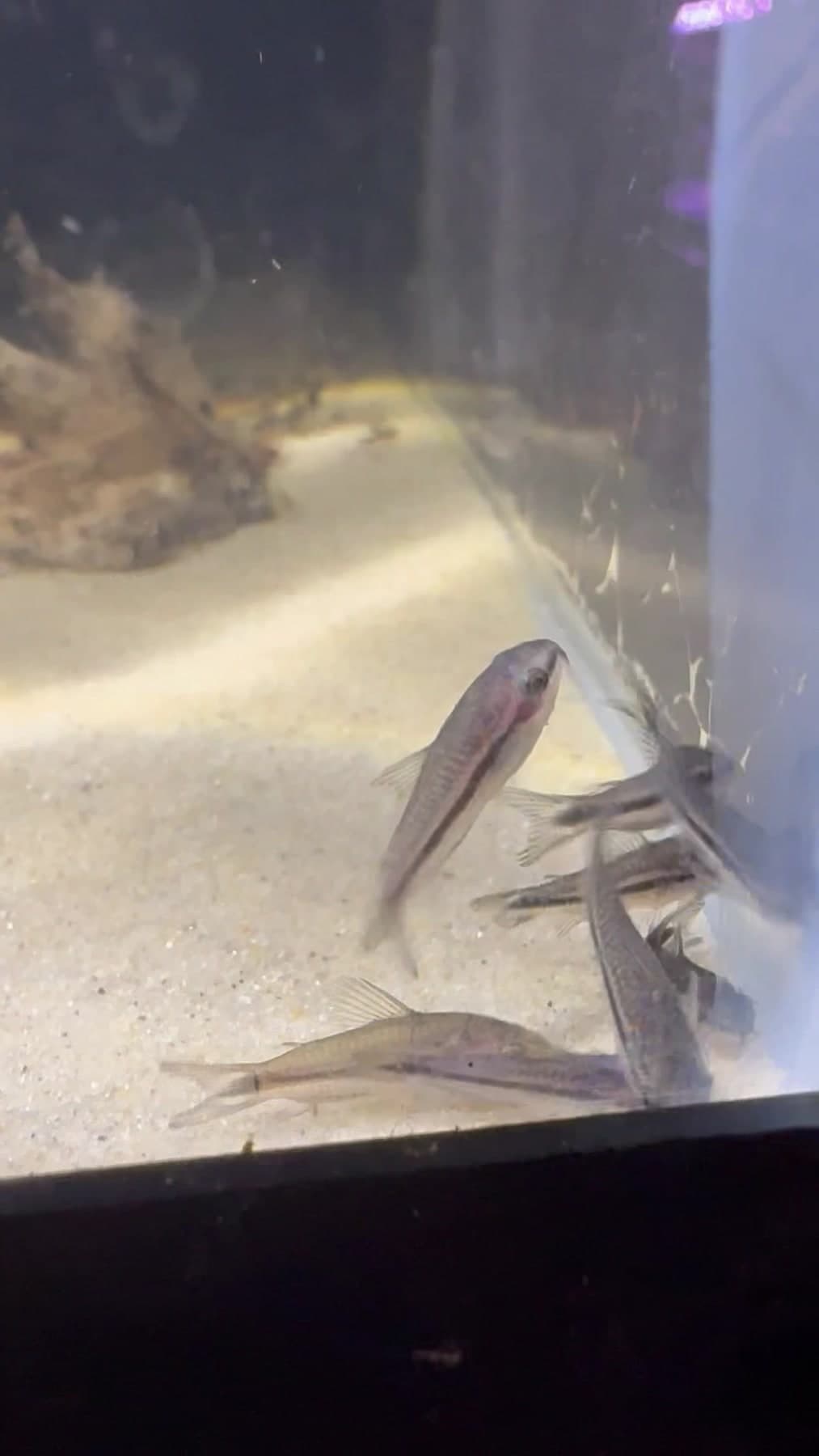 Pygmy Cory aquarium fish